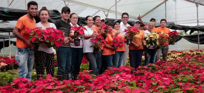 MinAgricultura destaca el potencial de la cadena de plantas ornamentales - 05 de diciembre de 2017