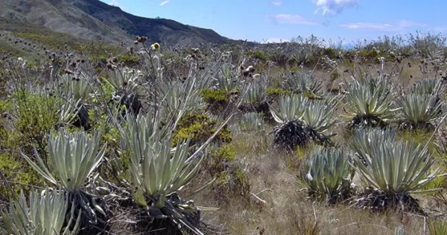 Mapa de vegetación natural, necesario para redistribución de tierras