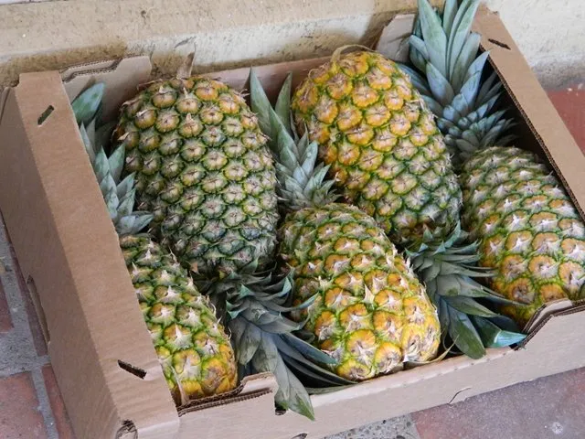 La piña colombiana obtiene admisibilidad al mercado argentino