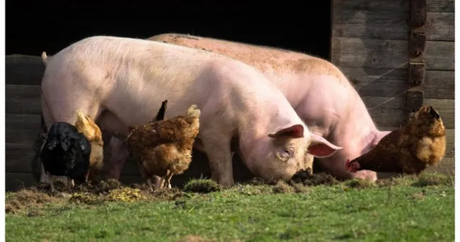 Avicultores y porcicultores se adentran en el modelo de ventas de productos online