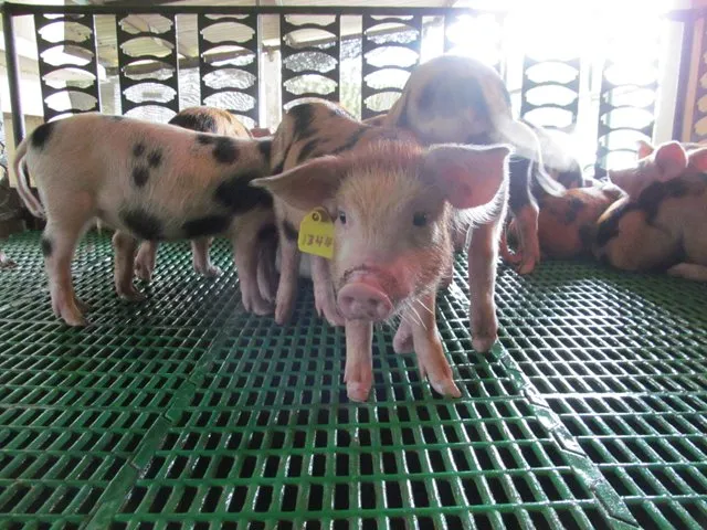 El ICA verifica la inocuidad de la producción porcícola chocoana