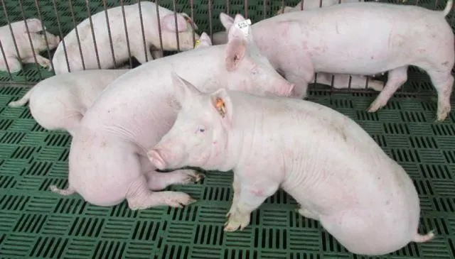 Inició la vacunación de todos los porcinos de La Guajira y Cesar contra la fiebre aftosa