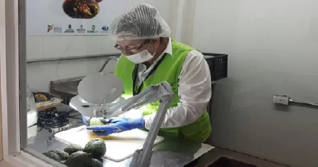 Kuwait, otro destino para el aguacate Hass colombiano