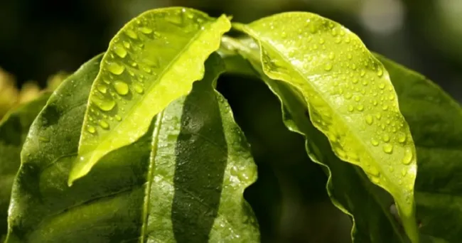 Producción de café de Colombia cae 7% en abril