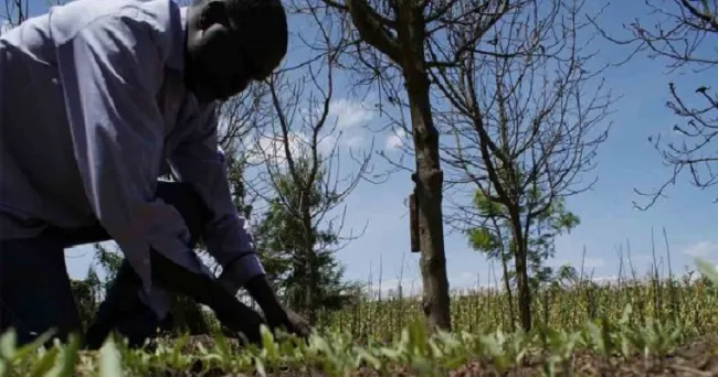 Rattan Lal, pionero en restauración de suelos, recibió el Premio Mundial de Alimentos 2020