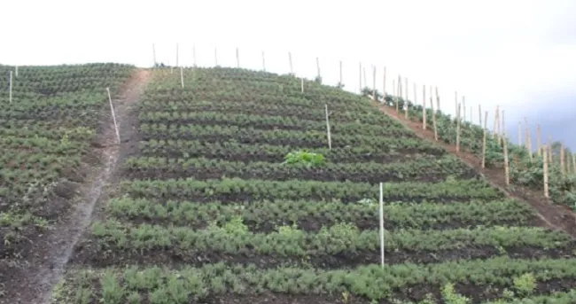 El aplicativo SIRIA, simplifica los trámites para empresas titulares de registro de insumos agrícolas