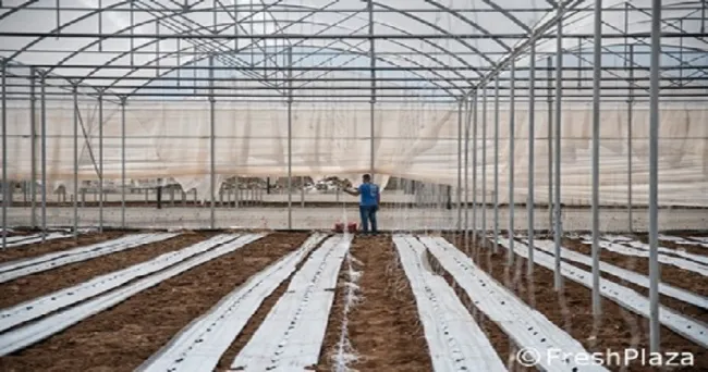 ¿Cómo ahorrar mano de obra, tiempo y dinero en el cultivo en invernadero?