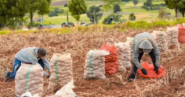 Insumos agrícolas disminuyeron de precio en enero del 2023