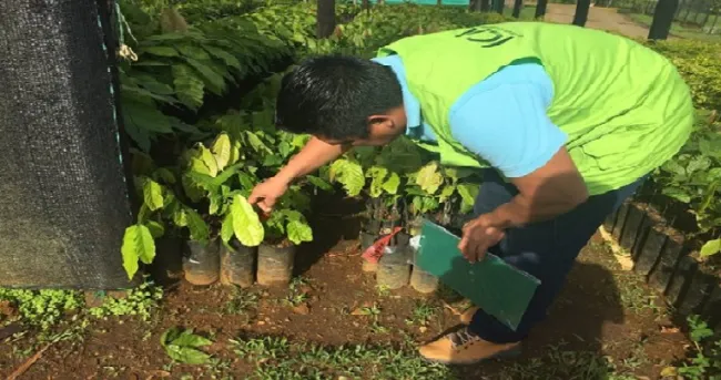 Con el acompañamiento del ICA, las comunidades indígenas del Vaupés contarán con cultivos de cacao y cacay sanos