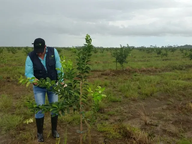 El ICA en el Vichada realizó inspección en cultivos de frutales