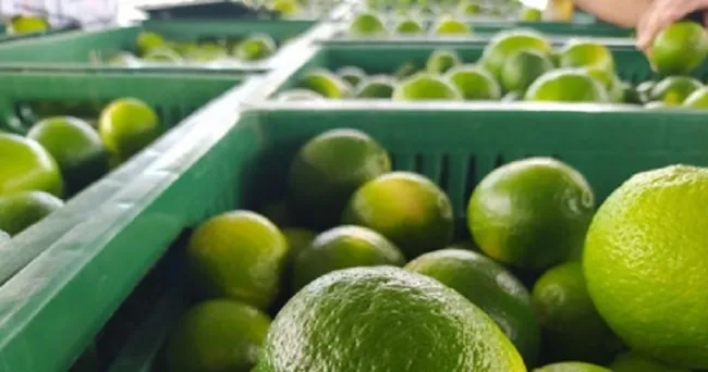 En agosto valle verde se convirtió en el primer exportador de limón tahití en el país
