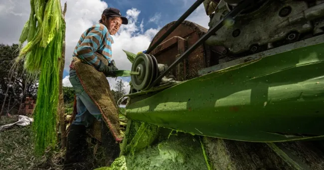 Comunidad Nasa, líder en producción de Fique en el Cauca