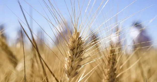 Abordar la inflación requiere la transformación de los sistemas alimentarios mundiales