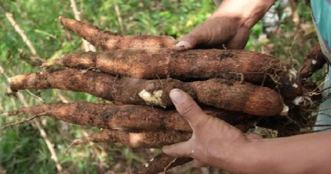 Yuca forrajera sobrefertilizada se convertiría en un potencial alimento para animales