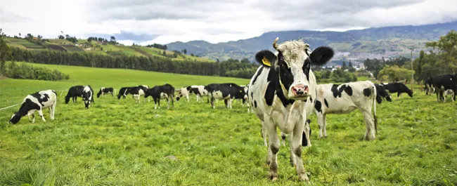 MinAgricultura busca mecanismo para estabilizar comercialización de la leche - 10 de junio de 2017