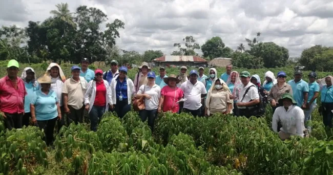 Los cultivos de yuca de los productores de Córdoba, Sucre y Bolívar son el escenario de los talleres de difusión técnica organizados en el Plan Yuca País