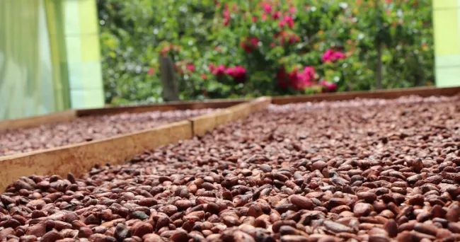 Cacaoteros de Santander recibieron insumos para cultivos de cacao