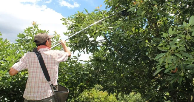 Productores de aguacate Hass, de San Vicente Ferrer, consolidaron una Zona Buffer Asociativa que les permitirá exportar, entre otras, a los Estados Unidos