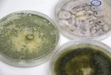 Investigan cómo reducir población de insectos que transmiten enfermedades