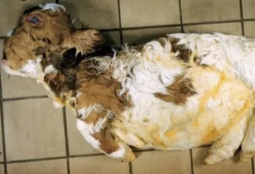 ¿En qué consiste la acondroplasia bovina?