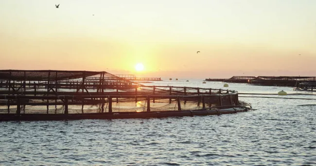 La acuicultura: el equivalente a la agricultura de los mares y ríos