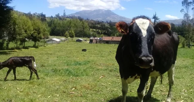 Adoptabilidad de tecnologías del modelo Neozelandés en el trópico alto nariñense