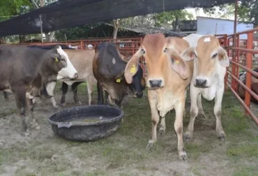 Incertidumbre en Arauca tras aparición de aftosa