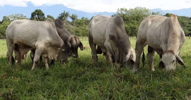 El Ministerio de Agricultura de Colombia y UPRA preparan un plan productivo para la cadena cárnica de vacuno en las dos próximas décadas