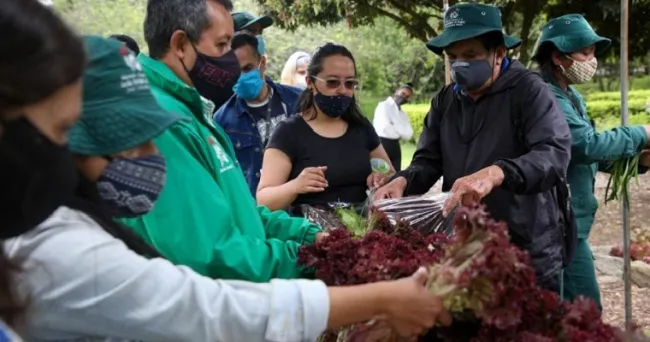 ¿Quieres aprender sobre huertas? Inscríbete en el curso de agricultura urbana