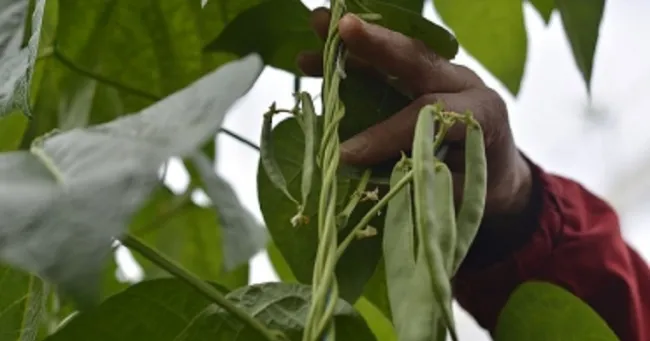 Agricultura natural contribuye a reducir el cambio climático