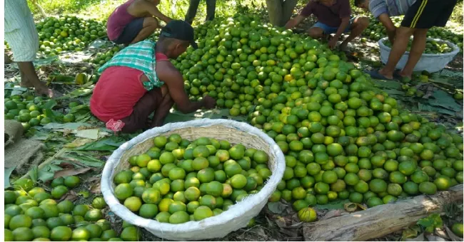 AGROSAVIA evalúa 16 materiales de cítricos para fortalecer producción en el país