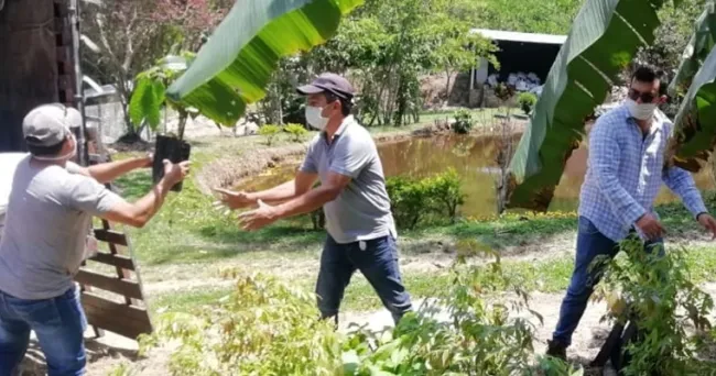 AGROSAVIA retoma entrega de 21 mil plántulas de cacao en Santander y Boyacá