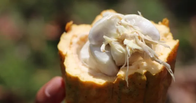 Proyecto de AGROSAVIA y Fedecacao cerrará las principales brechas del sector cacaotero en Arauca