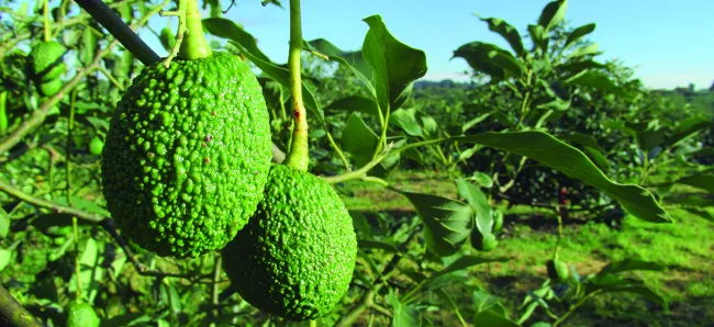 Aguacate Hass colombiano entra en la recta final para exportar a Estados Unidos - 27 de octubre de 2016
