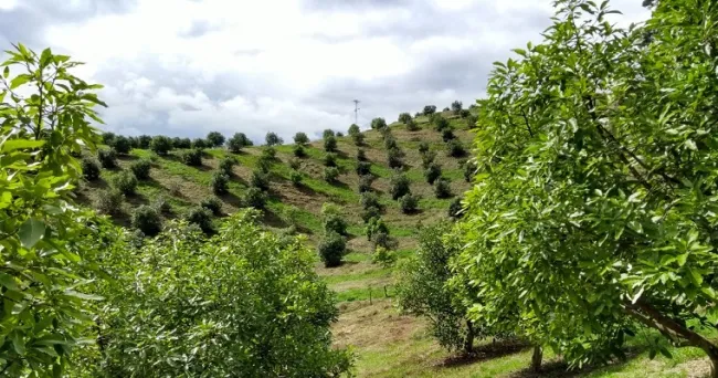 Aguacate Hass será protagonista en seminario gratuito de AGROSAVIA