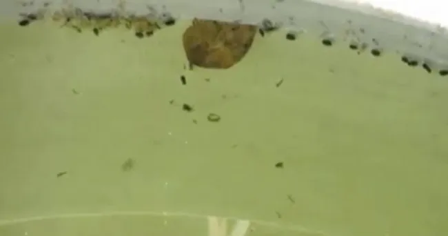 Tenga cuidado con el estancamiento de aguas en sus fincas