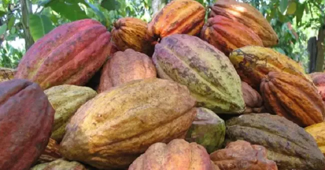 La agricultura celular podría garantizar un suministro de cacao sostenible en el futuro