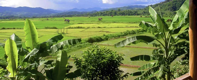 Con el apoyo del MinAgricultura área sembrada de arroz creció 21% en 2015 - 12 de Febrero de 2016