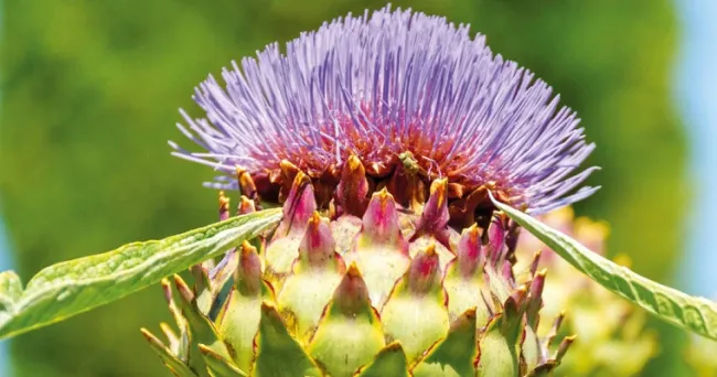 ¿Sufre de colon irritable? Estas son algunas plantas que puede usar para aliviarse