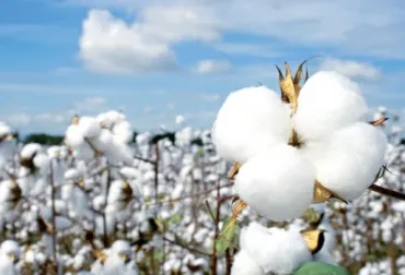 Innovaciones darían un nuevo impulso a la industria del algodón