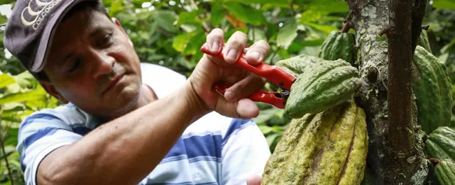 MinAgricultura y Subsecretaria de Estado Heather Higginbottom suscribirán alianza “Cacao para la Paz” - 18 de Febrero de 2016