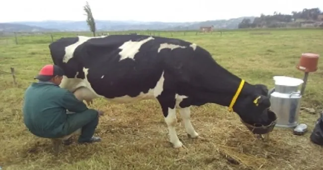 Alternativa nutricional aumenta producción de vacas lecheras