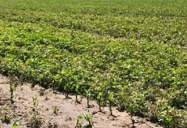 Primer caso confirmado de Amaranthus resistente a 6 herbicidas