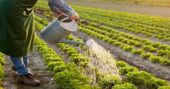 Frutas y verduras: ¿Cuánta agua consume la producción?