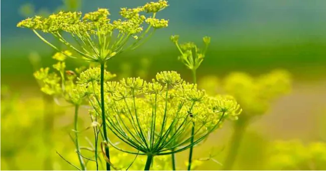 El superalimento para tener digestiones ligeras, más resistencia inmunológica y menos dolores de cabeza