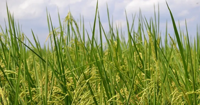 Anticípese a la variabilidad climática que llega con el inicio de la temporada seca