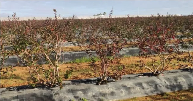 Así se puede controlar el «Scirtothrips aurantii» en el arándano