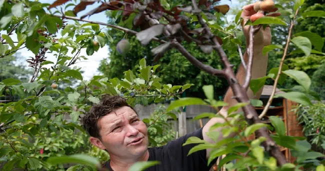 Les presentamos el árbol de los 40 frutos