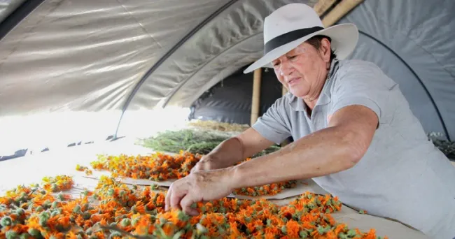 La industria de plantas aromáticas exportó us$49,2 millones y creció 16% en 2022