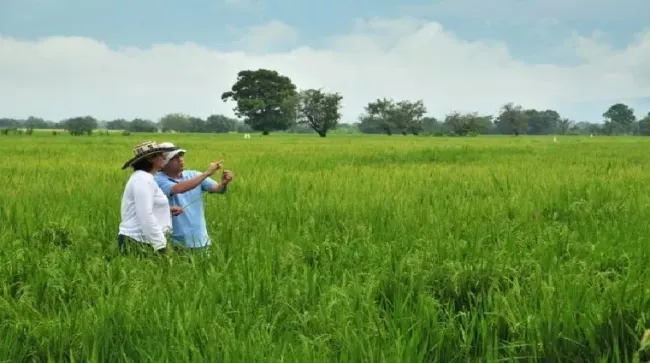 Arroceros ahora cuentan con una plataforma que les proporcionará precisión agroclimática